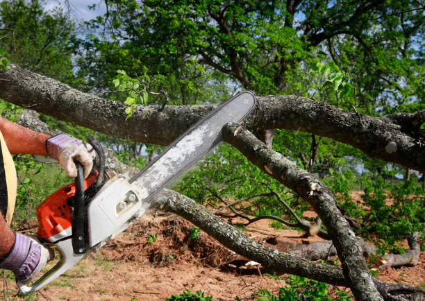 Best Tree Removal Near Me  in USA